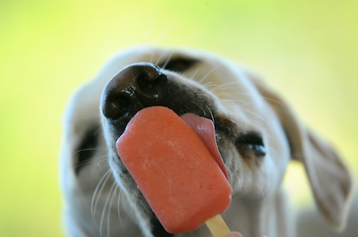 Picture of dog licking popsicle to keep cool without AC